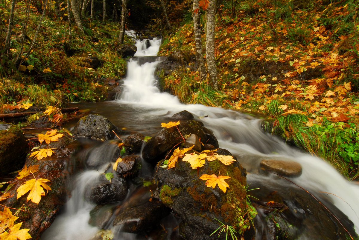 ForestServiceNW's tweet photo. โThe end of the summer is not the end of the world, hereโs to October.โ
โA. A. Milne https://t.co/214bXz94wq
