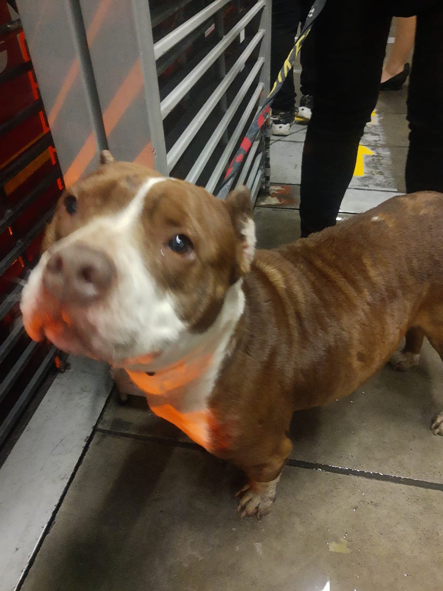 🚨AYÚDANOS A DIFUNDIR🚨

A esta hora en la estación Calle 76 tenemos mascota extraviada 🥺🥺