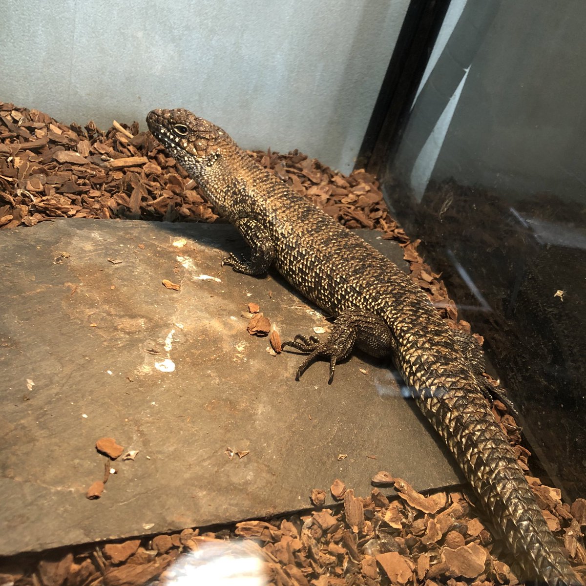 GrayLineBorder's tweet photo. あいかわらず部屋入っても逃げないのお前だけやなー https://t.co/U7xErILJ2n
