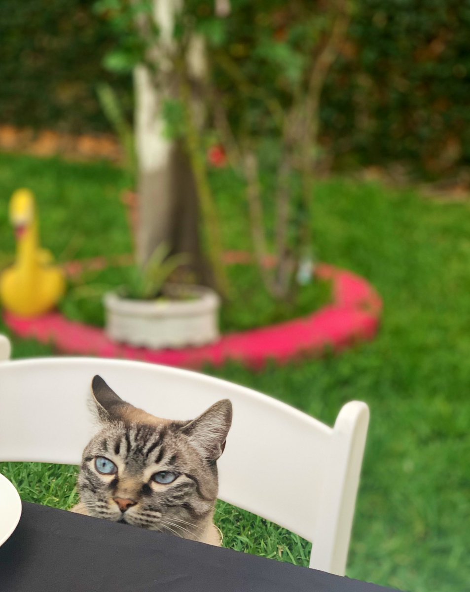 pandeperro's tweet photo. Remedios, gatita residente de @Casa_Teodora vino a dar su visto bueno al evento de @AtipicaEdit 😍🐱✨ https://t.co/SXsJGtBT5H