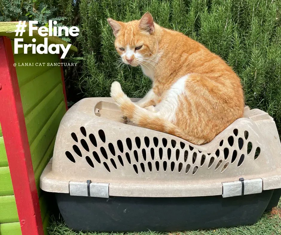 LanaiCats's tweet photo. Mr. Koa seems to have done something that he wasn’t supposed to do. 😣 We will let it slide since he seems to be enjoying his new hang out spot. #visitlanaicatsanctuary #welovecats #kittypurradise #catsfordays #catslove https://t.co/7sUJTHTRS0