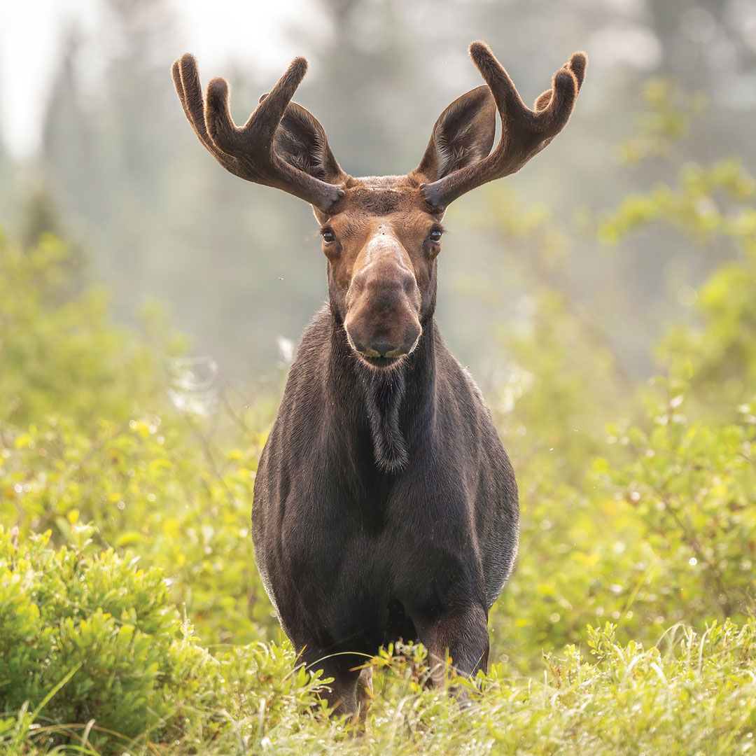 📷 The October image in our NEW 2023 Maine Wildlife Calendar: a moose, photographed near Ashland by Laura Zamfirescu. Shop all of our 2023 calendars here.🗓➡️ shop.downeast.com/product-catego…