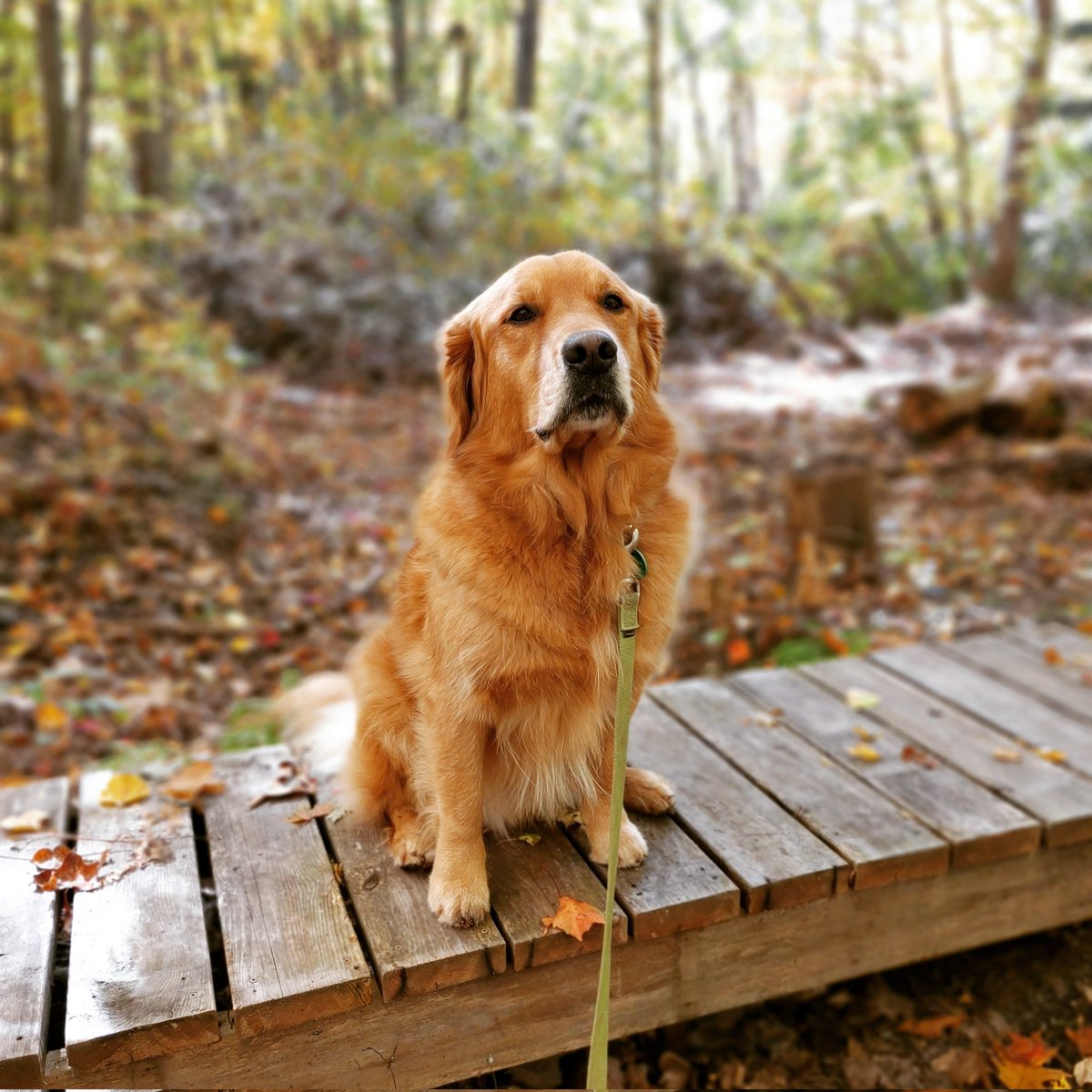 anneandarthur's tweet photo. Mannie, l'air tellement distingué et sage. Ce dont on ne peut se douter c'est de l'efficacité avec laquelle il trouve et ingère les déchets! / Mannie, looking so distinguished and wise. What people don't ever suspect is the efficiency with which he can find and ingest trash! 😆 https://t.co/RCJlguLOku