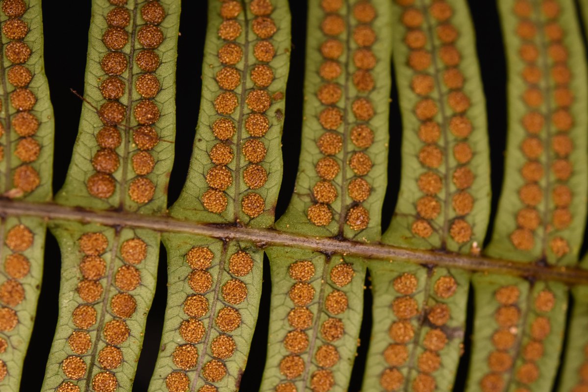 ATTN BOTANISTS: application now open for Assistant TT Profesor in Collections-Based Plant Evolutionary Biology/Systematics @UVMplantbio -- please share! #botany #herbarium #AcademicJobs uvmjobs.com/postings/57923