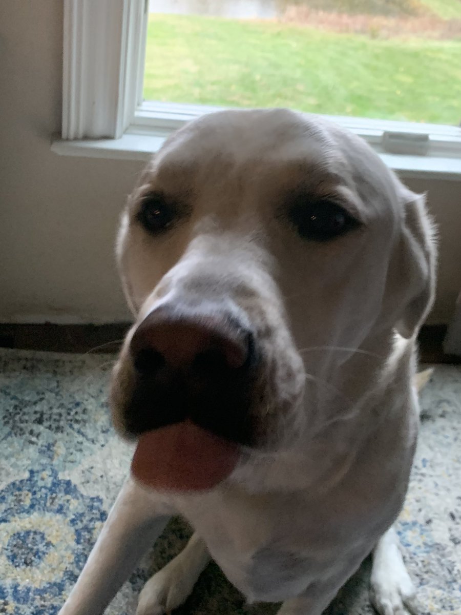 It’s been a minute since I tweeted….so here is a picture of my dog cooper! :P