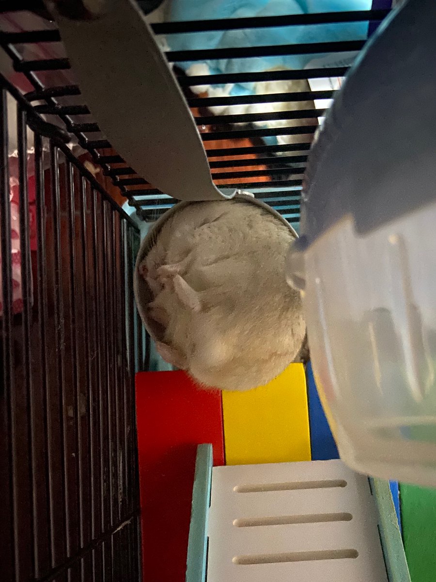 ButterTh2's tweet photo. 5 months not on Twitter, long time no see!
(Dump some cute hamster pic* https://t.co/zgtLP9tYAB
