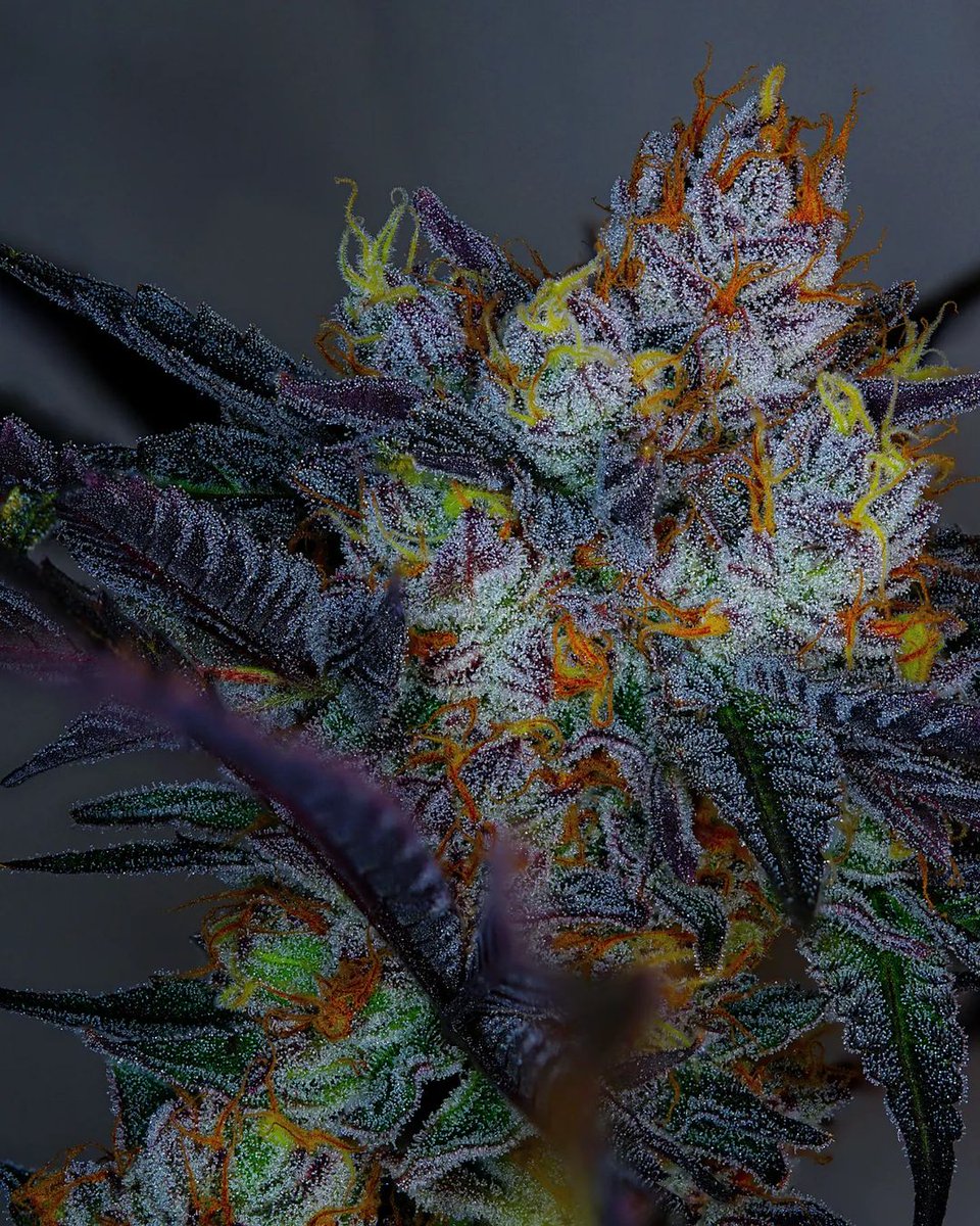 Flowers will heal your Soul✌❤