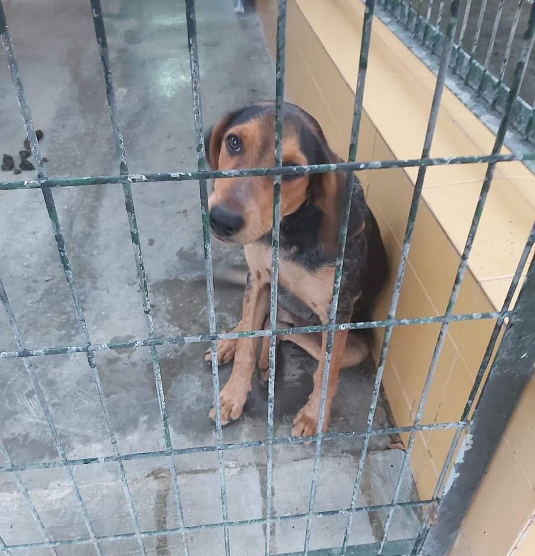 SilviaMylo's tweet photo. Cachorro de unos 7 meses en perrera 💔
No tiene chip….puede enfermar de parvo 😔
Si puedes ayudarle , si puedes acoger a este pequeño:

📲669122058 

Ayúdanos a seguir salvando vidas: 
✴️Únete a nuestro teaming https://t.co/U9PWbYXDR4 https://t.co/y0st5bVki6