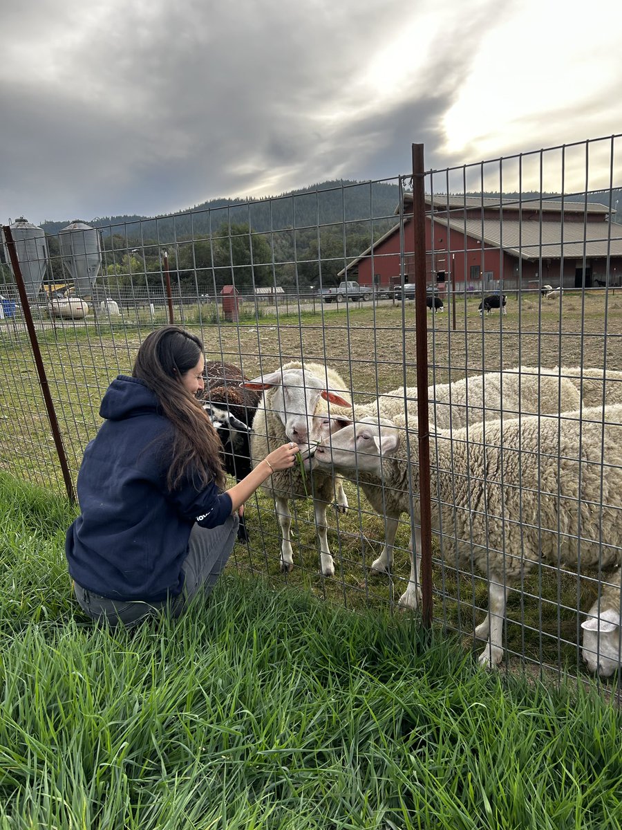 shave the sheep, shave the world.