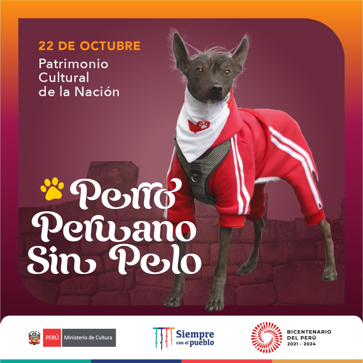 MinCulturaPe's tweet photo. 🐾 🇵🇪 Un 22 de octubre de 2001, el Perro sin Pelo del Perú fue declarado Patrimonio Cultural de la Nación y fue reconocido como raza oriunda de nuestro país. ¿Convives con algún #perroperuano? Escribe su nombre en los comentarios. https://t.co/2Hdw7Wg3lY