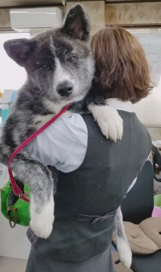 秋田犬の仔犬いますか この子が生後４ヶ月です えっ Togetter