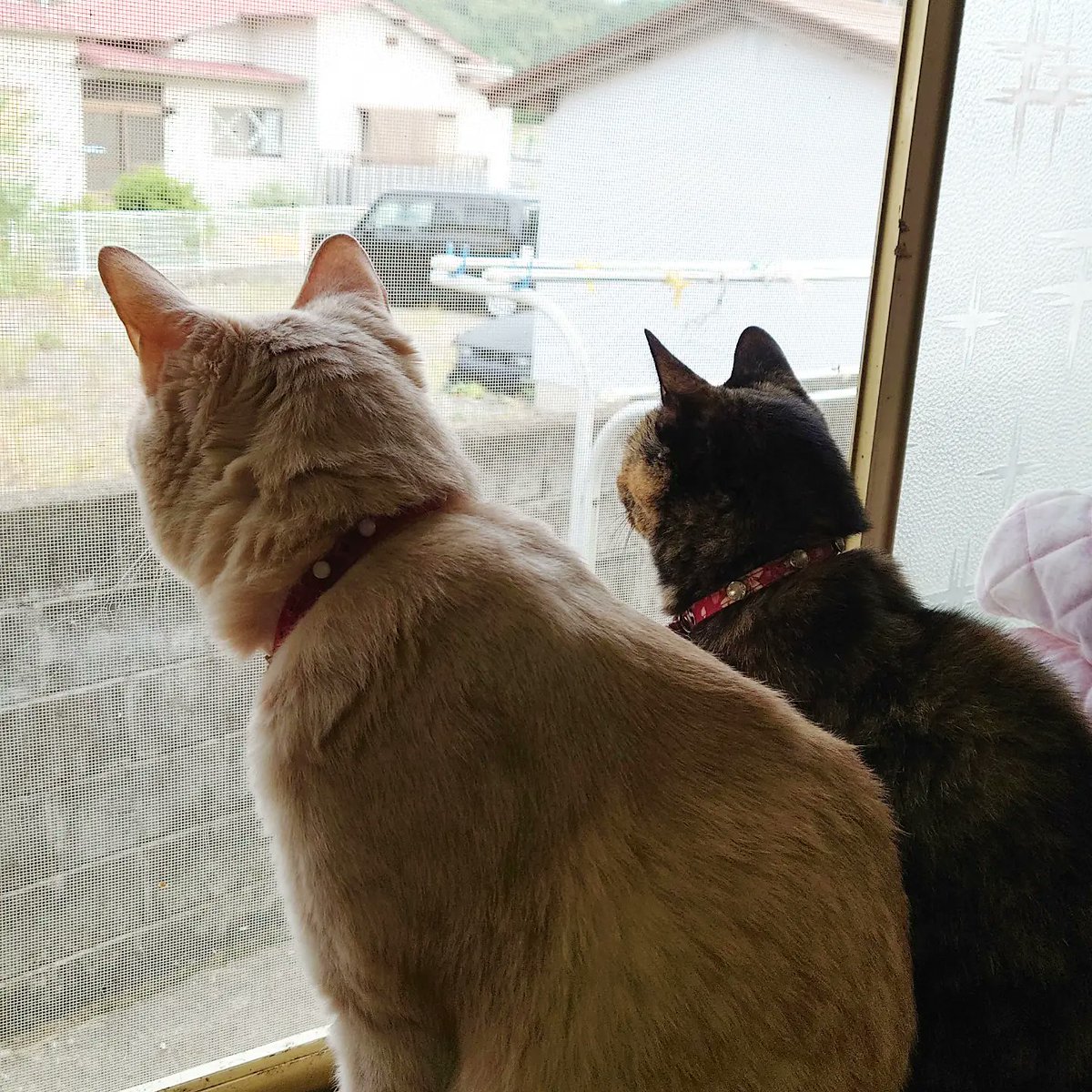 good2bnegative's tweet photo. 仲良くニャルソック

#猫 #ネコ #ねこ #サビ猫 #さびねこ https://t.co/quFhDuJE5C
