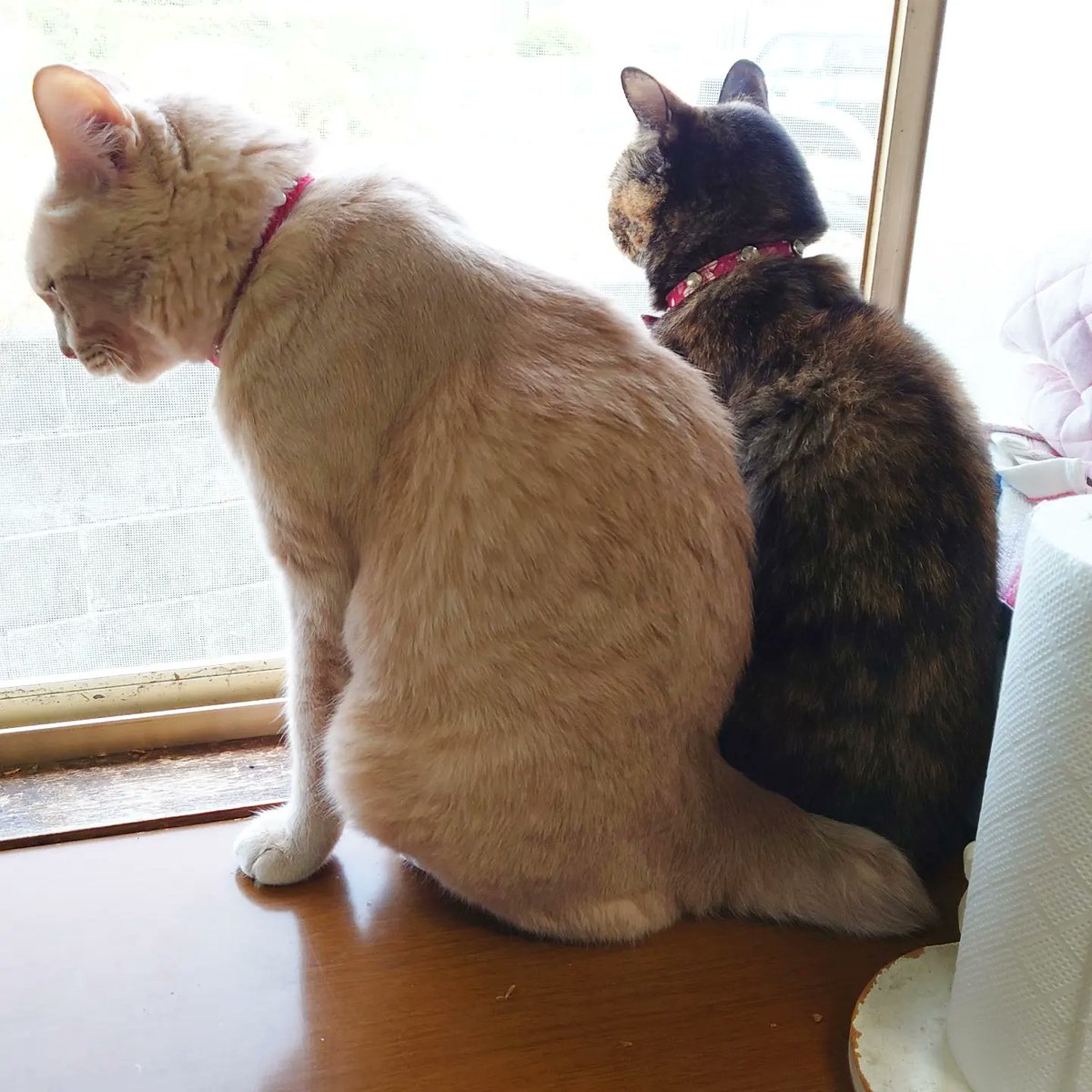 good2bnegative's tweet photo. 仲良くニャルソック

#猫 #ネコ #ねこ #サビ猫 #さびねこ https://t.co/quFhDuJE5C