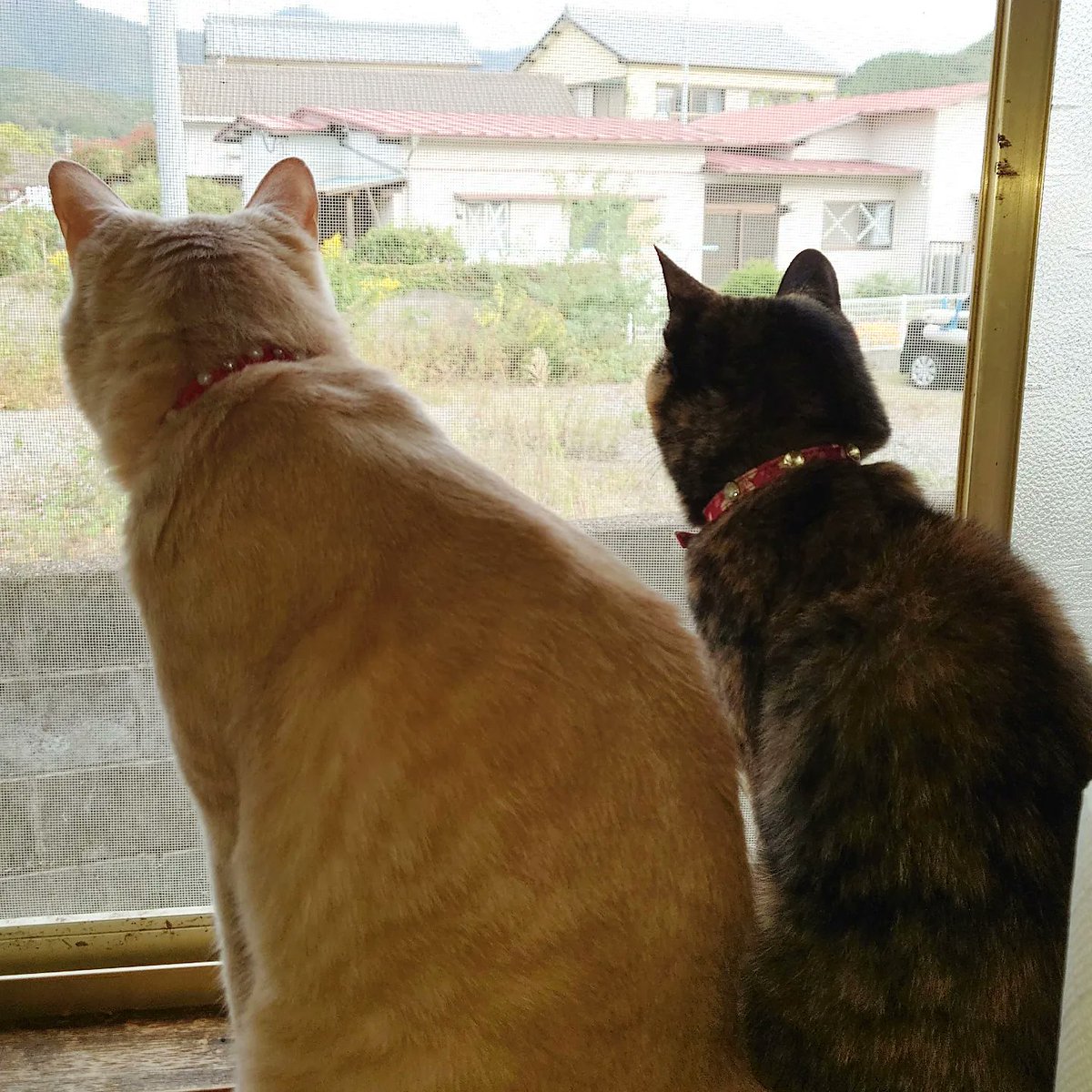 good2bnegative's tweet photo. 仲良くニャルソック

#猫 #ネコ #ねこ #サビ猫 #さびねこ https://t.co/quFhDuJE5C