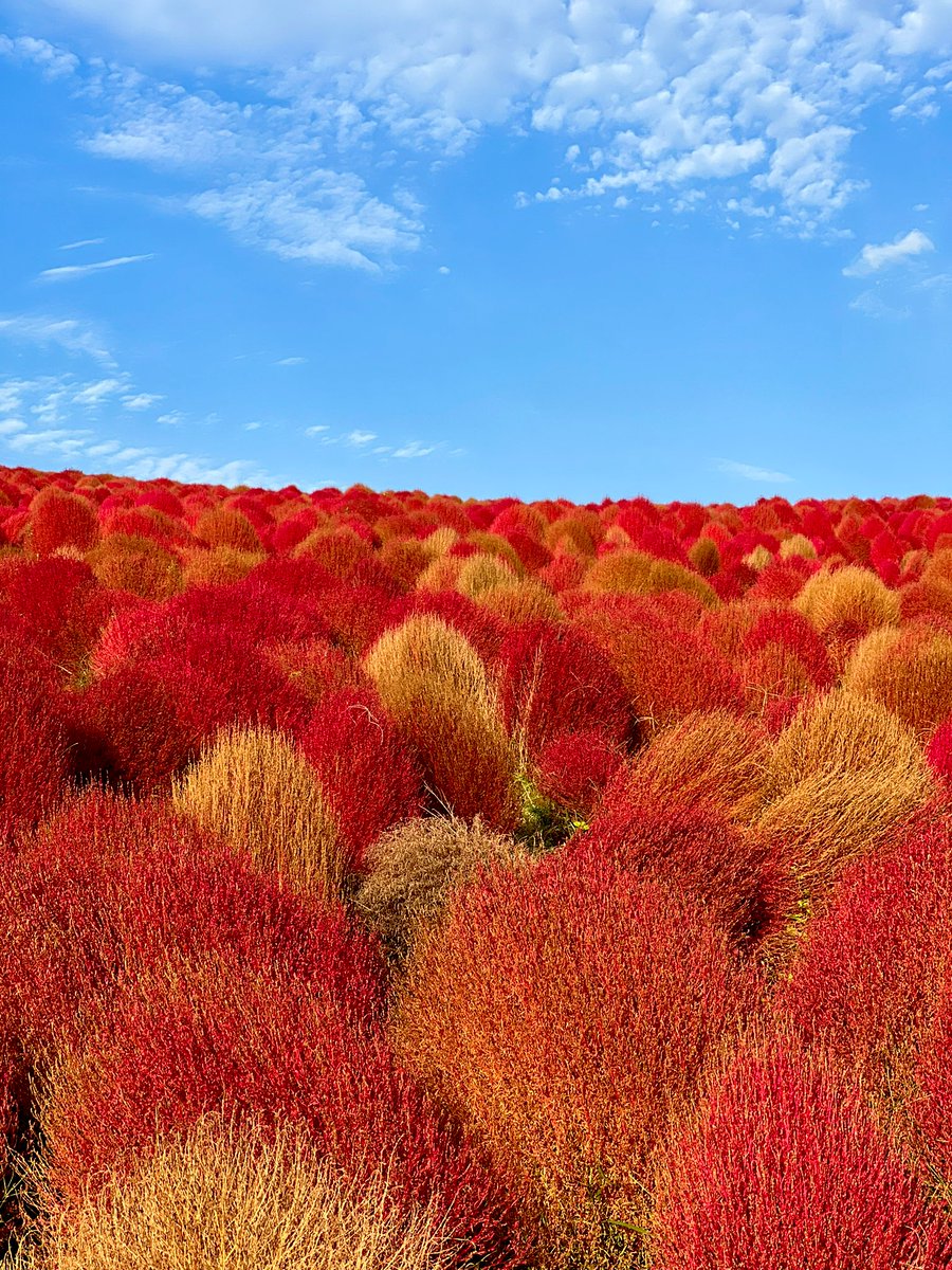 Tokidoki Traveller tweet media