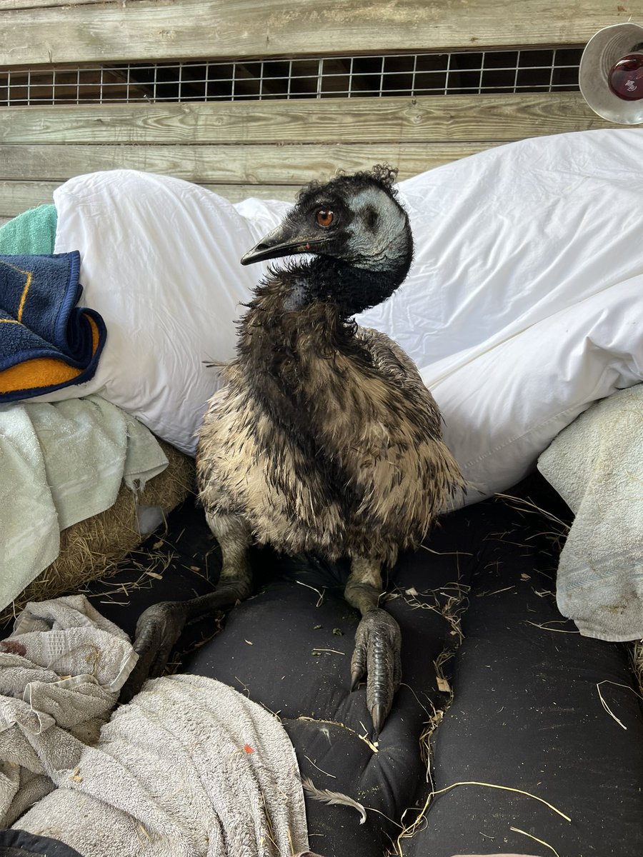 hiitaylorblake's tweet image. Hi friends! I sat up by myself today for 10 whole minutes!! It was hard, but I did it. I am getting stronger every day! My moms put lots of soft things around me, so that I don’t hurt myself while I learn to walk again. Thank you for the prayers, they’re working 🙏🏻❤️