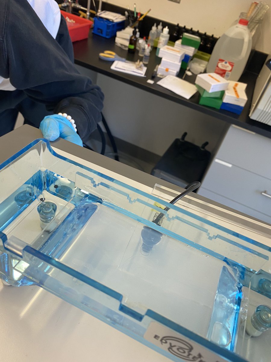 Biomed 1 students figured out how to use pipettes for Electrophoresis today! <a href="/BHBlackHawks/">BH Black Hawks</a> @bhswatson <a href="/BhsFairman/">Sarah Fairman - BHS Educator</a> <a href="/bhschools/">Bloomfield Hills Schools</a>