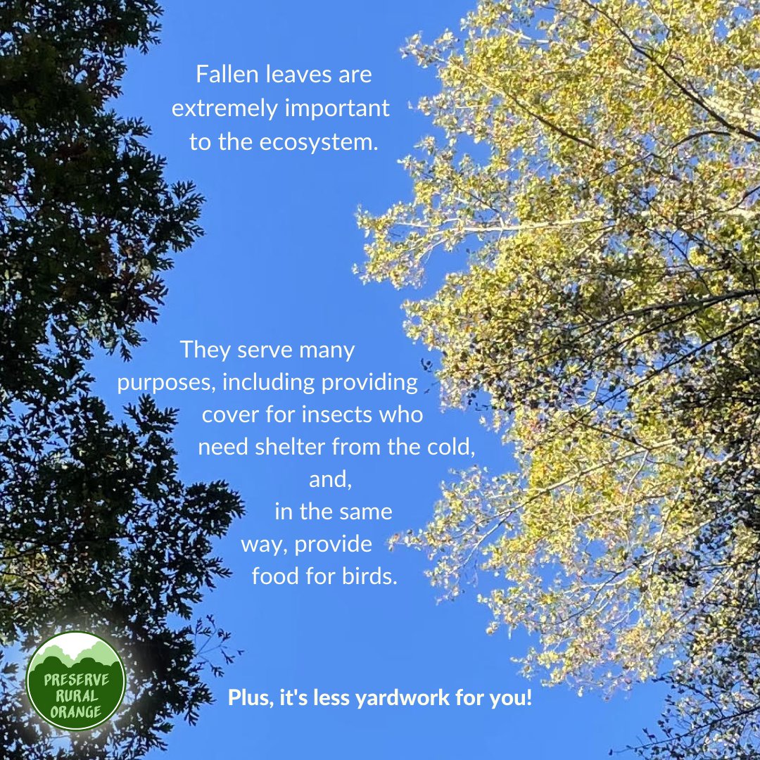 PRO_NC's tweet photo. There are so many reasons to #leavetheleaves this fall (and every fall)! Trees are have that ~plant genius~ and wouldn't do something for no good reason. Feel free to peruse the hashtag for more than we included here, as we were trying to be brief! https://t.co/AYaOnOvvmS