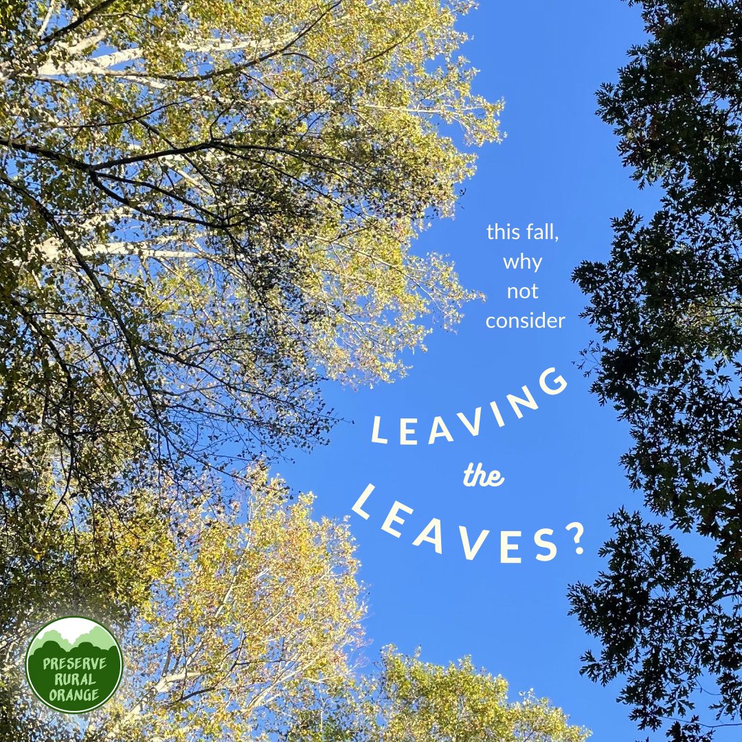 PRO_NC's tweet photo. There are so many reasons to #leavetheleaves this fall (and every fall)! Trees are have that ~plant genius~ and wouldn't do something for no good reason. Feel free to peruse the hashtag for more than we included here, as we were trying to be brief! https://t.co/AYaOnOvvmS