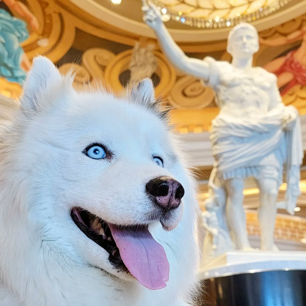I wonder if @DominiqueAnsel could make a Dronut (Dog-Cronut) for the dog lovers at @CaesarsPalace?