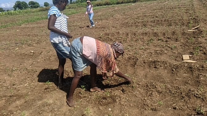 AppoleusB's tweet photo. Les femmes sont très impliquées dans l'agriculture à Savane Diane.
Elle représente une bonne partie de la main d'œuvre locale...
#agriculturefamilliale #recherche #PITAG # @MARNDR #FAMV # @UEH 
@CHIBAS # @S_Lagriculture #agronomie #Science https://t.co/hcM61QhZ5o