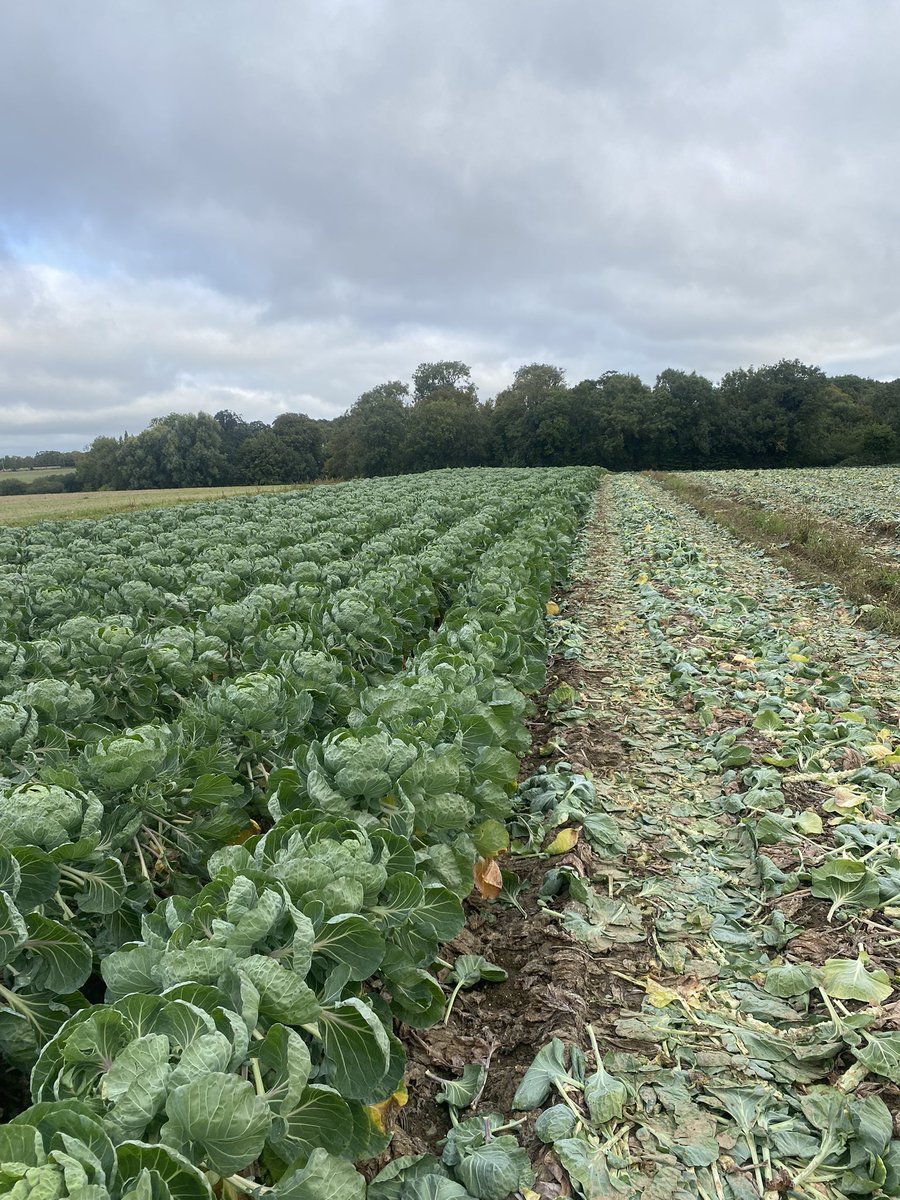 ShaneHalpin132 tweet media