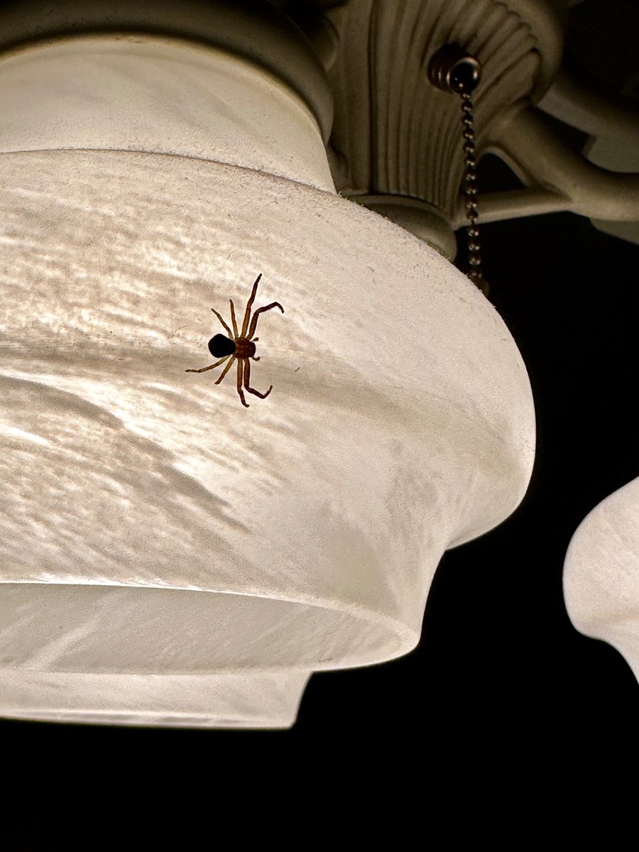 Sheldon C. Limulus tweet media