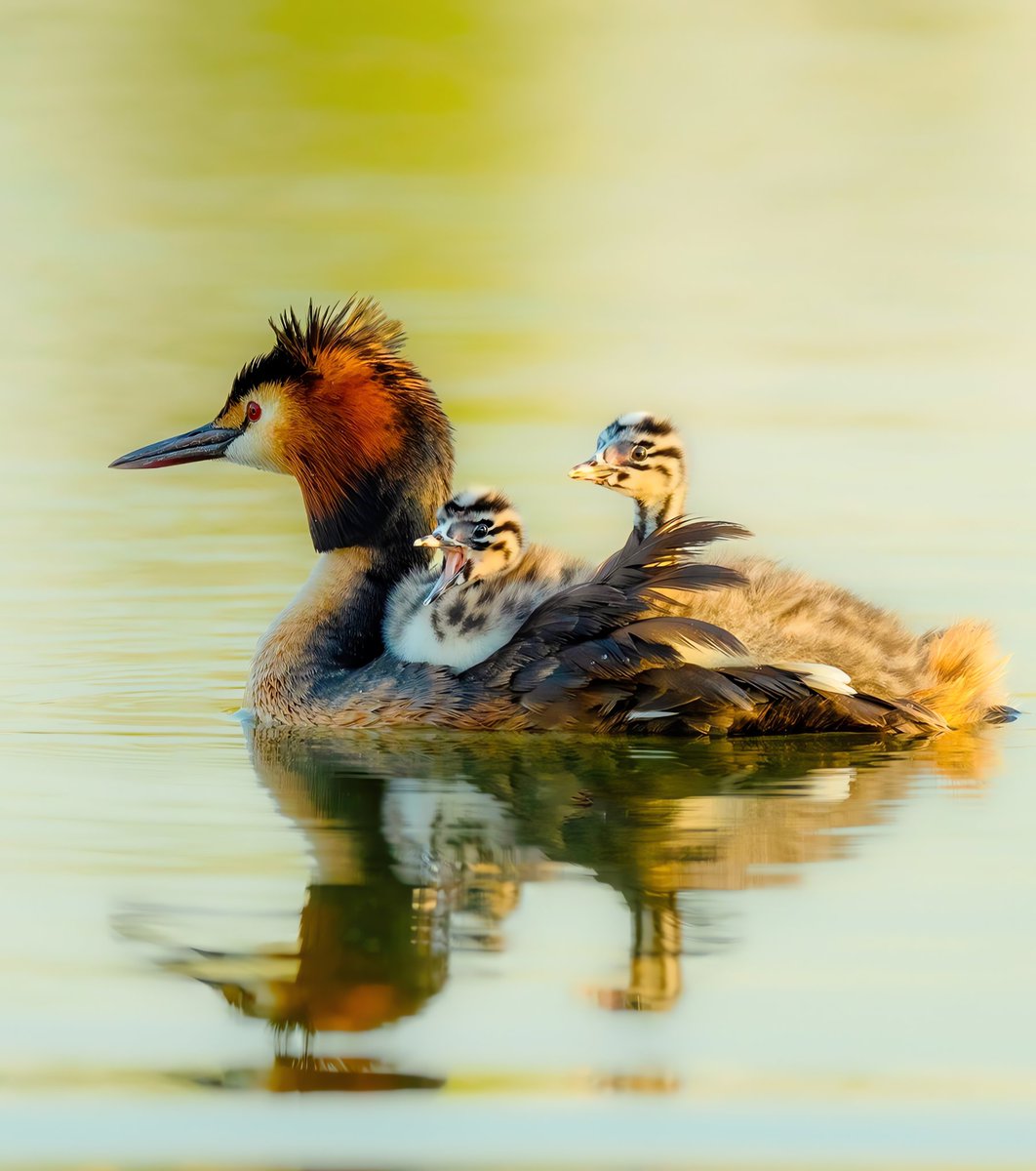 Mother's Love Guess the name of the bird🐦 #birds #nature #photos #LovelyBirdsInChina