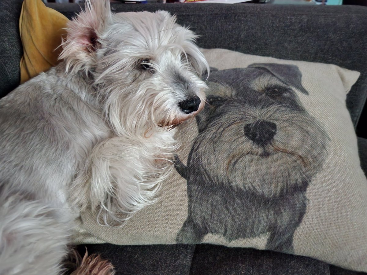 JamesBrokaw's tweet photo. #MrHiggins and his pillow https://t.co/hQYTtM5UTe