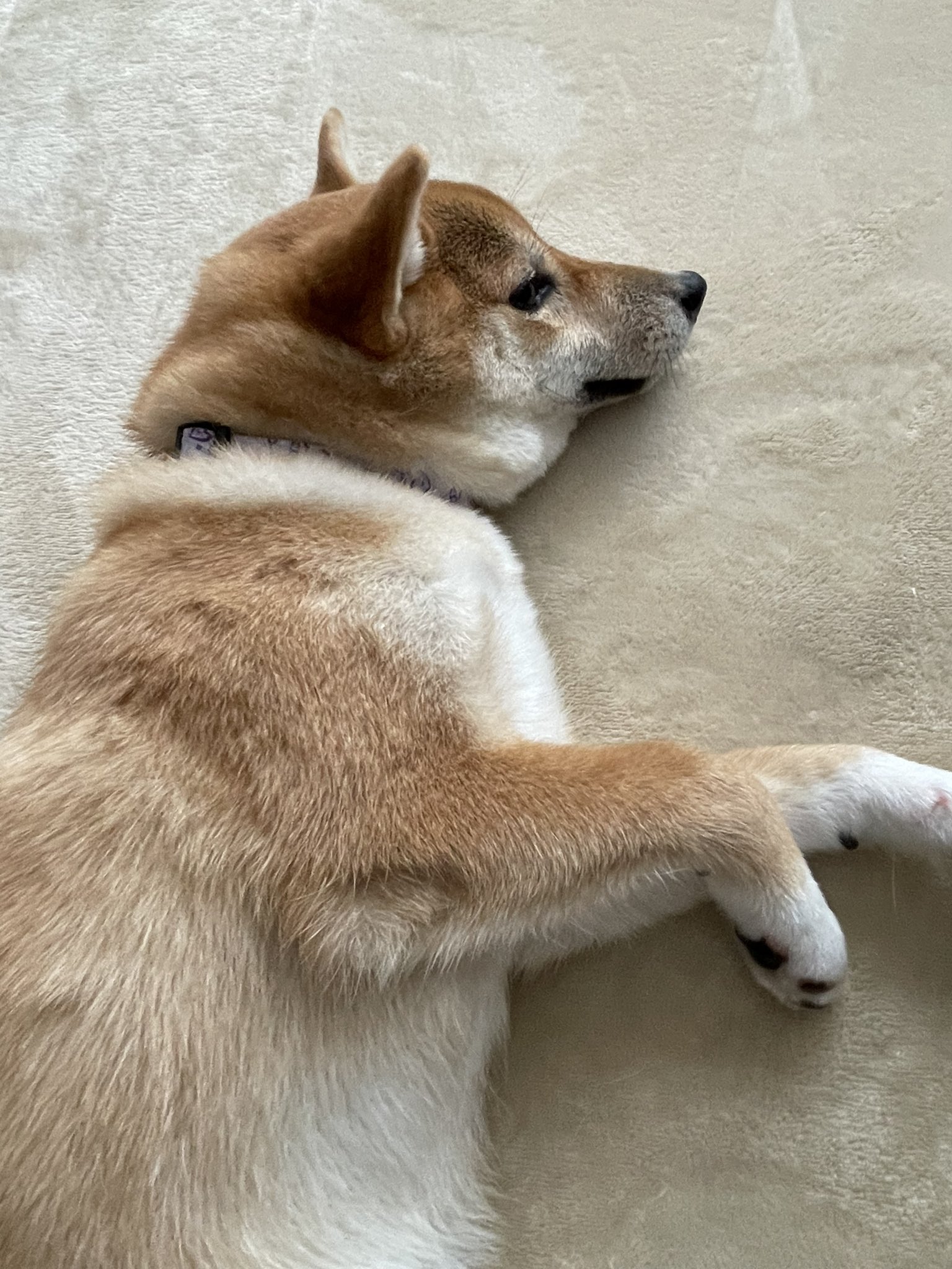 反省犬 Twitter 搜尋 Twitter