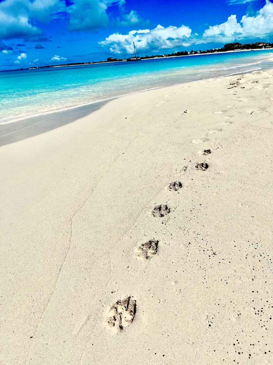 KnuytSandra's tweet photo. Dogs rule🐶#turksandcaicos #travel #bestbeach #potcakes #oceanscape #adventure https://t.co/i2uaV5jQrT