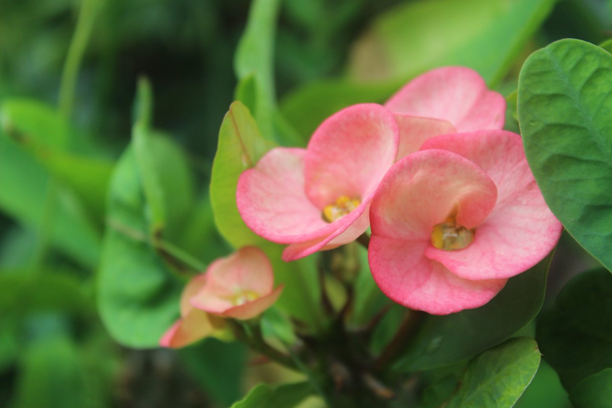 alisc_pic's tweet photo. #Flowers #flowerphotography #photography 
Pink https://t.co/ZUnKKigx7I