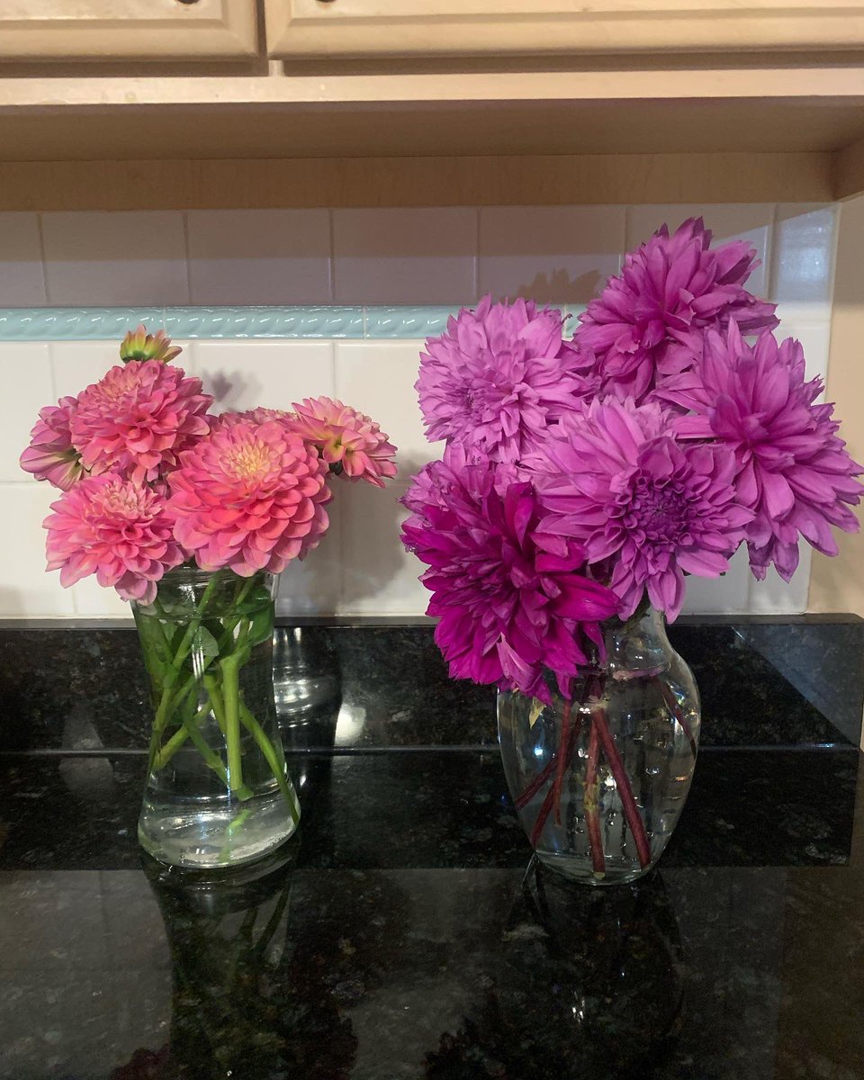 Today I harvested Dahlia’s! What would you do with these blooms? #driedflowers  #flowers #flowerbouquets #flowerbouquet #gardenmom #flowersbouquet #flowersarrangement #flowerslover #dahlias #dahlia #dahlialove