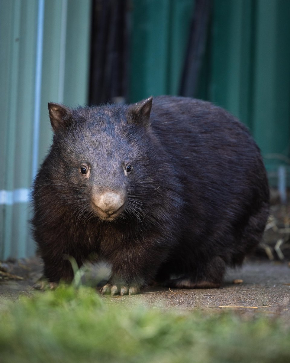 Wombats: - Koala’s closest living relative - only found in 🇦🇺 - among the largest burrowing mammals in the 🌏 3 species: - common wombat (population in decline) - southern hairy-nosed wombat (near threatened) - northern hairy-nosed wombat (critically endangered) #WorldWombatDay