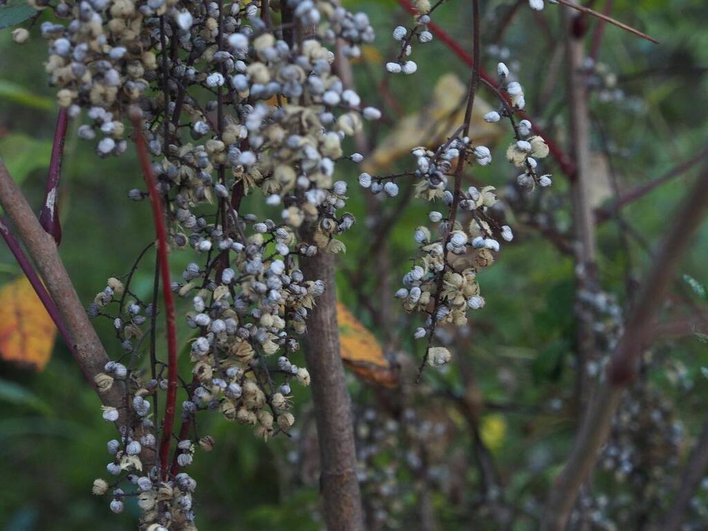 u_p_maison's tweet photo. 2022.10.22...

���🍂🍁🦉

少し曇りがちな日
枯れ始めた森はさらに美しく感じます

もうすぐ紅葉もピークの時🍁
静かな秋を過ごしに、いらしてください🐿

#unepetitemaison 
#安曇野オーベルジュ
#全国旅行支援 https://t.co/7anupw1KuK https://t.co/HOzSyx1YJG