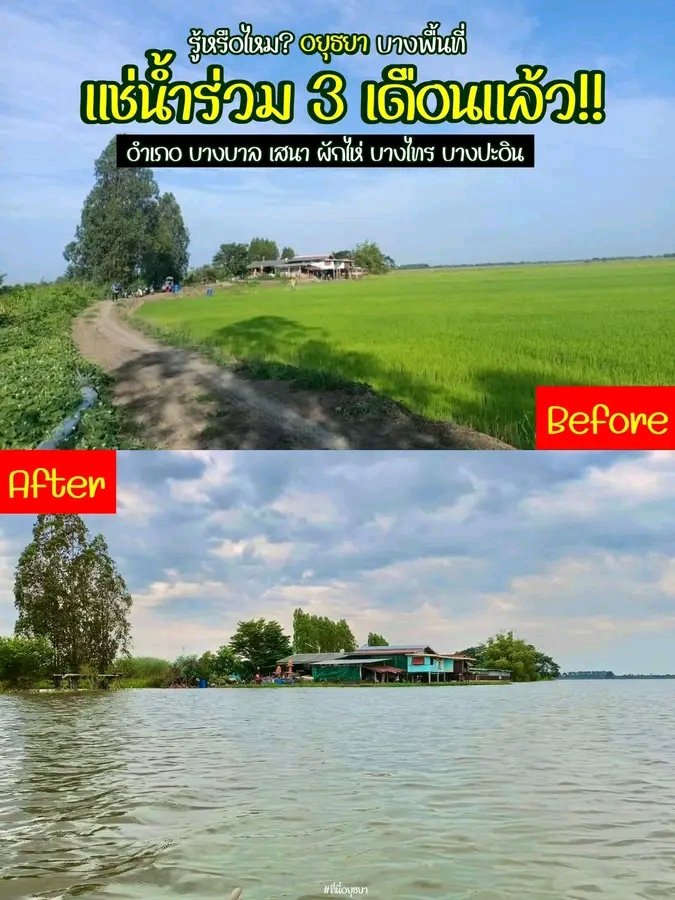 Jeab_bufff's tweet photo. ภาพเปรียบเทียบ ก่อนน้ำท่วม และหลังน้ำท่วม พื้นที่ อ.ผักไห่ จ.พระนครศรีอยุธยา จากวิวกลางทุ่งพันล้าน สู่บ้านทะเลสาบร้อยล้าน ชาวบ้านแช่น้ำมานาน จนปลูกบัวได้แล้ว 🪷

#น้ำท่วมอยุธยา 
พื้นที่ อ.บางบาล เสนา ผักไห่ บางไทร บางปะอิน 
ท่วมหนัก ท่วมนานมากว่า 3 เดือนแล้ว

ภาพ : จากคุณ Roty https://t.co/wIIEoxmGBJ