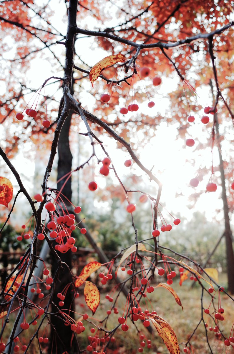 m_d7h's tweet photo. 친구가 보내준,
신선한 가을 아침 https://t.co/KwVB9RwIzl