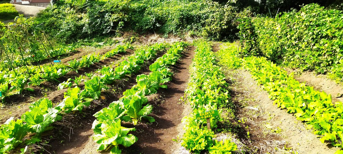 ajala_adetunji's tweet photo. We are still in the business of #foodsecurity . You are happy when you see the work of your hand doing fine .
#Chinesencabbage
#vegetablefarm.
Incase you need help or consultancy, enter my dm.
#SustainableAgriculture
#Reasonableconsumption https://t.co/QZNPzg9xip