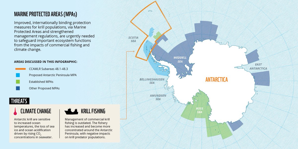 WWF_Antarctica's tweet photo. 🦐 #Krill around the #AntarcticPeninsula store carbon long-term via their poo &amp; moulting– this process is worth billions to humanity

🐧 #CCAMLR must strengthen fisheries mgmt &amp; establish #MPAs to protect species &amp; important #BlueCarbon processes

🐋 Read: https://t.co/8WSxaiVmus https://t.co/UCl1Hv36hD