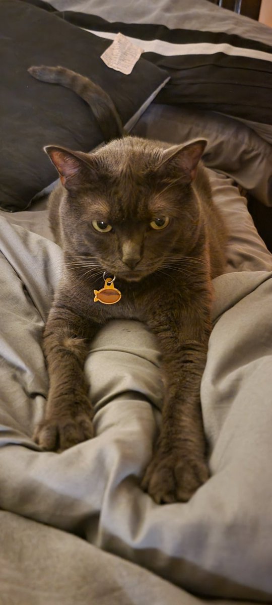 Rudedeck's tweet image. Decker (and Teemu the Cat who agrees w/ @LindsayBHockey take on delay of game calls) from Eastvale California listening tonight on @SIRIUSXM channel 932 this evening. #WorldFamousTwitterSegment #TimeToHunt