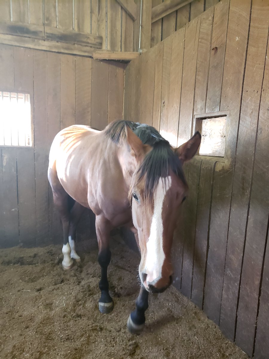 I got a new fur baby this week! Meet Chilli, the 2 year old Quarter Horse filly!