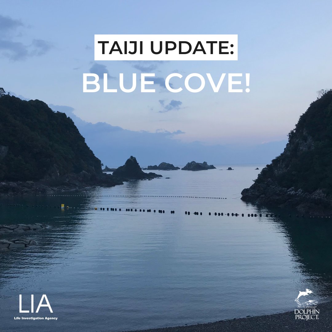 Dolphin_Project's tweet image. Taiji: The hunters have come back empty-handed! It's a #BlueCove! October 22, 2022 10:35am #DolphinProject @ngo_lia