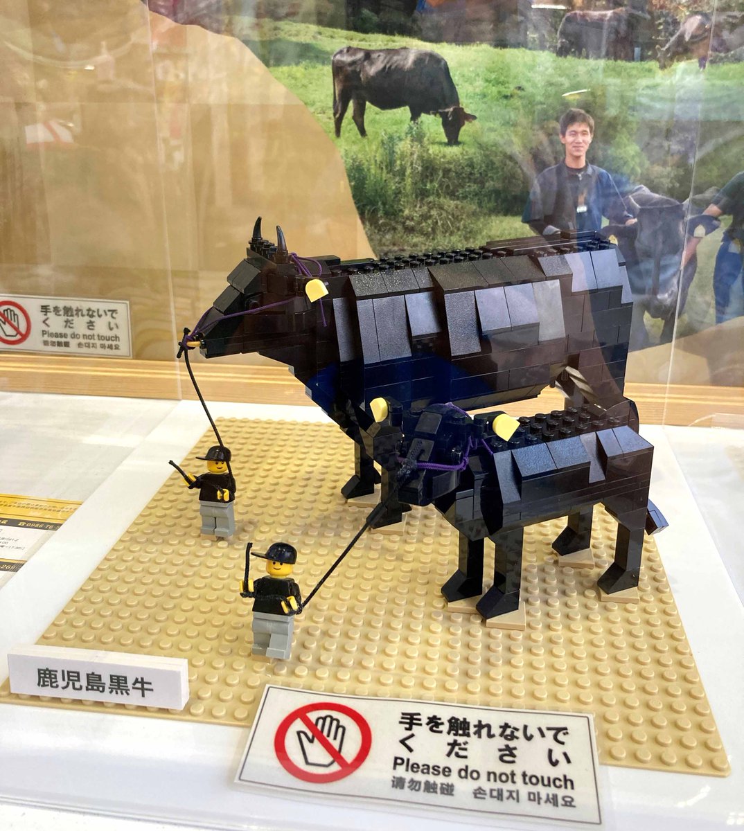 Sachiko_Devo's tweet photo. 鹿児島中央駅 東口AMU広場で「ふるさと観光交流物産フェスタ」開催中！楽しそう😍 会場には私が作ったレゴ模型「鹿児島黒牛」が展示さてれています！展示場所は A:甲冑着付体験の近く。甲冑着付体験いいなぁ💕 B:VRチャンバラもやってみたい〜💕イベントは本日17時まで！
https://t.co/N320AGzfL2 https://t.co/Kj2qU3coDr