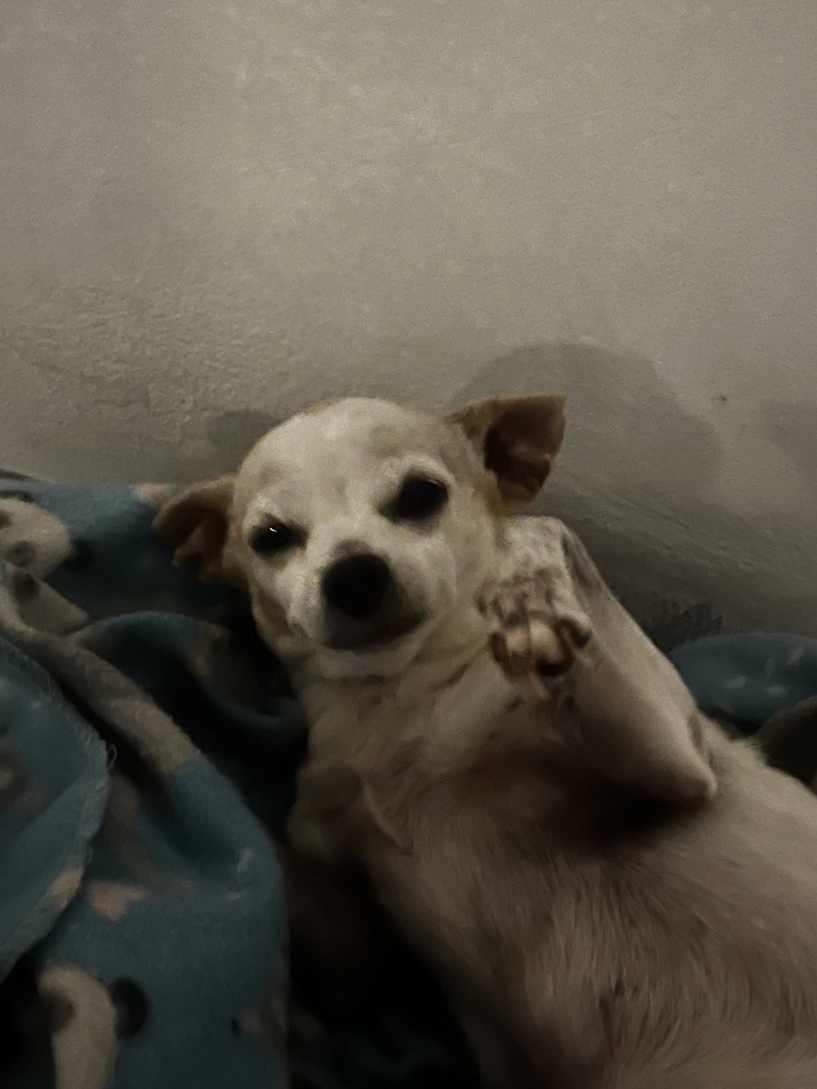 OTTIEπ»ππ on Twitter "my gay ass dog"