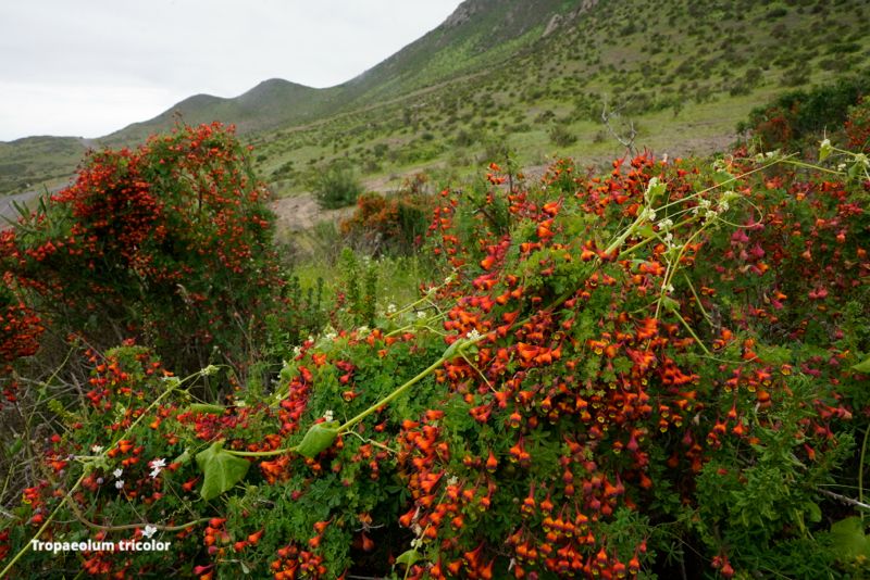 basakGR's tweet photo. Experience the Flowering Desert - https://t.co/BzLhqFh6rp https://t.co/iJXTcJIXv2