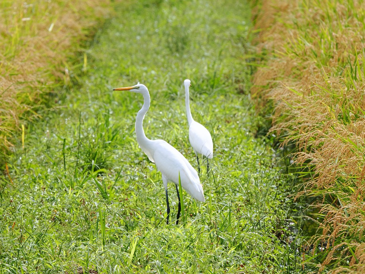 #ダイサギ #Ardeaalba
#野鳥 #bird #birds #wildbirds #wildbird
#野鳥観察 #birdwatching
#野鳥撮影 #birdsphotography #birdphotography
#写真 #photo #photograph
#ファインダー越しの私の世界
#OM1