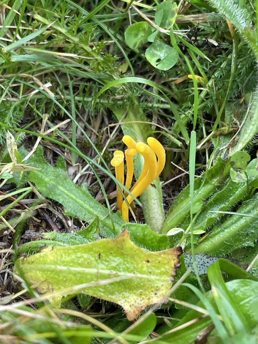flygirlNHM's tweet photo. Clavariaceae - the clubbed or coral #fungi - seen at the new graveyard of #Wrey 

Have we got both the golden spindles and the Yellow Club here??…I need to go exploring with more #fungiexperts - @judyweb32049878 ?? https://t.co/07ZHsIL3VI