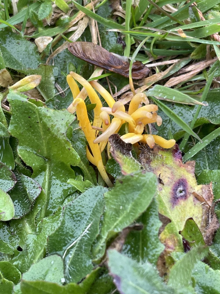 flygirlNHM's tweet photo. Clavariaceae - the clubbed or coral #fungi - seen at the new graveyard of #Wrey 

Have we got both the golden spindles and the Yellow Club here??…I need to go exploring with more #fungiexperts - @judyweb32049878 ?? https://t.co/07ZHsIL3VI