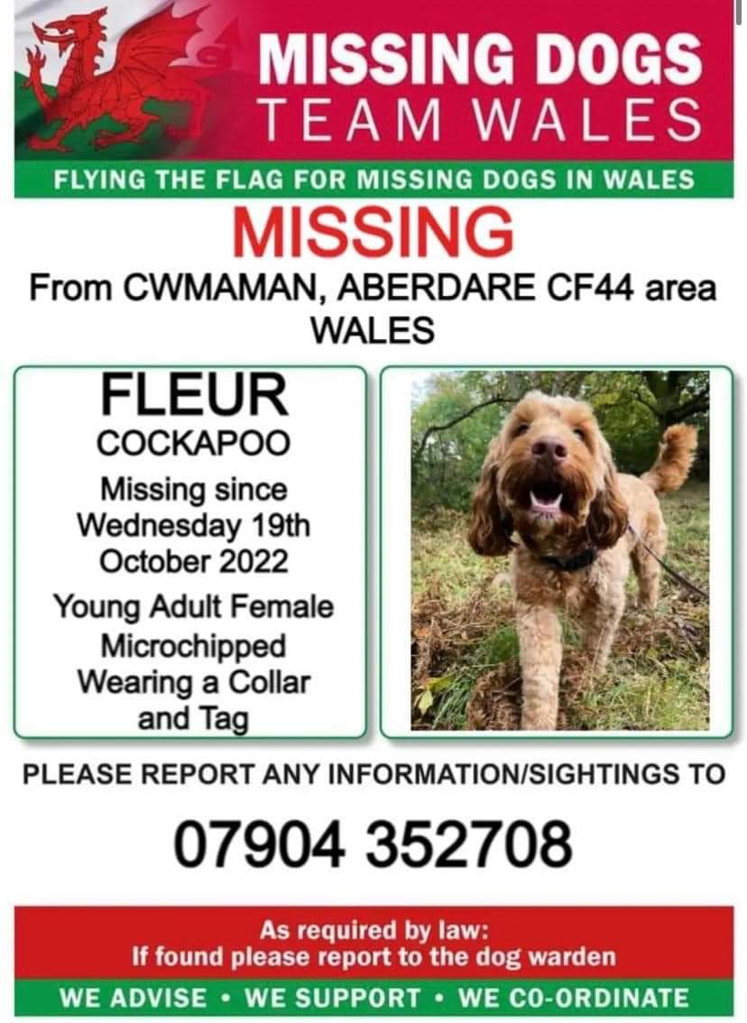 ClareB1806's tweet photo. Please share bring home Fleur ♥️♥️♥️ https://t.co/8xbQtChgUD