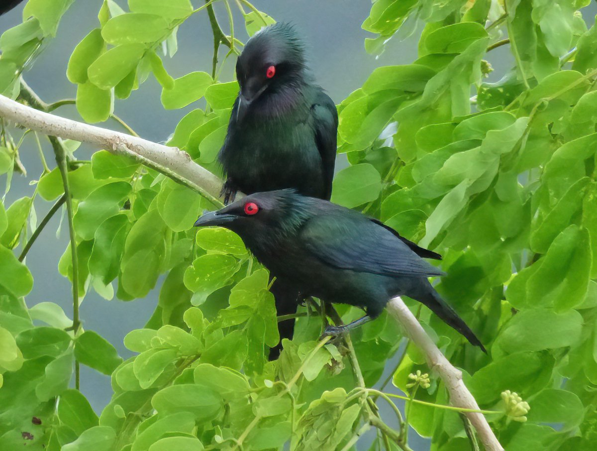 October retrospective: Metallic Starling, Australia 2014.